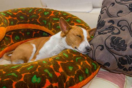 睡觉的basenji在沙发上休息图片