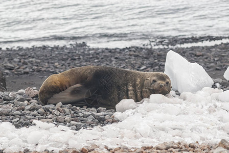 南极洲海滩上的南极海狗图片
