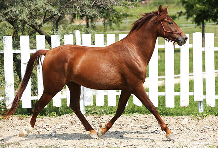 一匹年轻马在训练中跑动的侧面照片背景图片