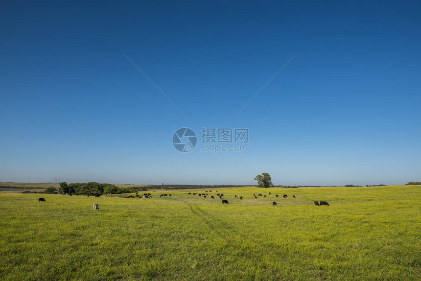 潘帕斯地区的平原景观图片