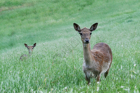 dama鹿妈和她的小鹿在牧场上博洛尼亚图片