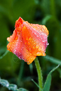 红色山郁金香反对明亮的绿草在清晨的露珠中春天背景社交网络的背景背景图片