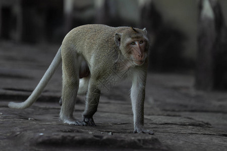 长尾猕猴在寺庙墙壁上行走图片