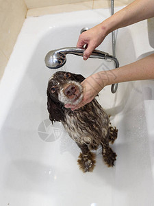 Spaniel狗在浴室里洗澡在图片