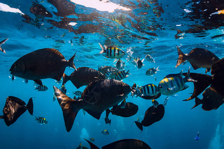 蓝色大海里有热带鱼的海底世界图片