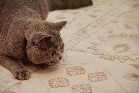 英国短毛猫灰皮和安伯眼睛以复制图片