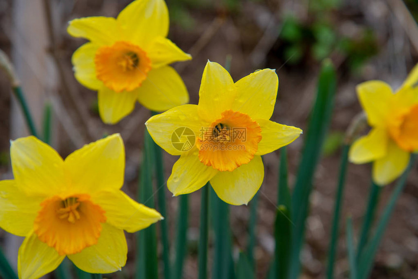 春中自恋开花水仙春灯Narcissus是主要由AmaryllidaceaeHamyllis家族春季常年植图片