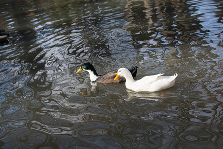 春天时几只鸭子在池塘里游泳图片