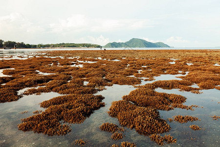 普吉岛海中低潮水下潮水期间图片