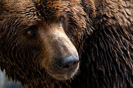 棕熊前视线俄罗斯白令兰高清图片
