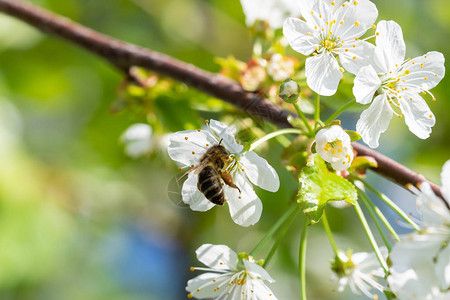 蜜蜂在樱花上春天花卉背景樱图片