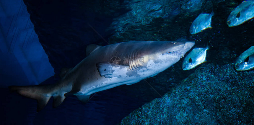 大白鲨图片水下海游泳海洋中的海洋生物图片
