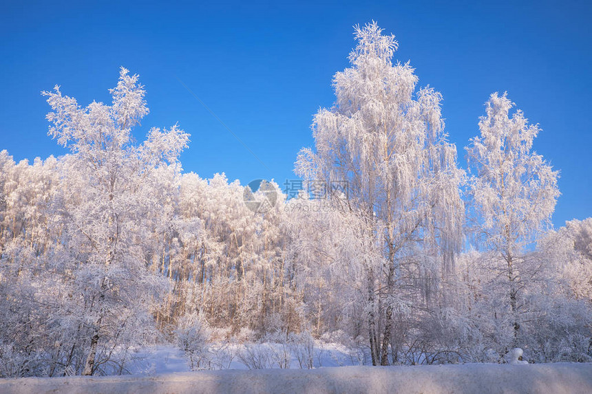 西伯利亚乡村冬季风景冰冻的白杨图片
