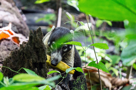 哥斯达黎加科瓦多公园野生吃香蕉水果的Coatimundi背景图片