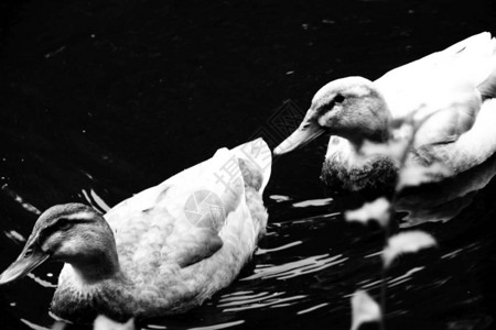 野鸭在池塘里游泳黑白照片图片