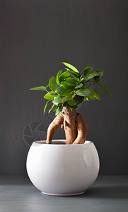 白花盆室内植物榕小果人参背景图片