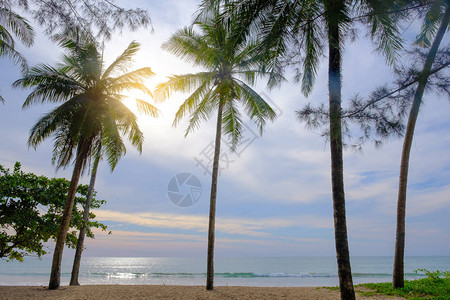 阳光下的椰子树海边图片