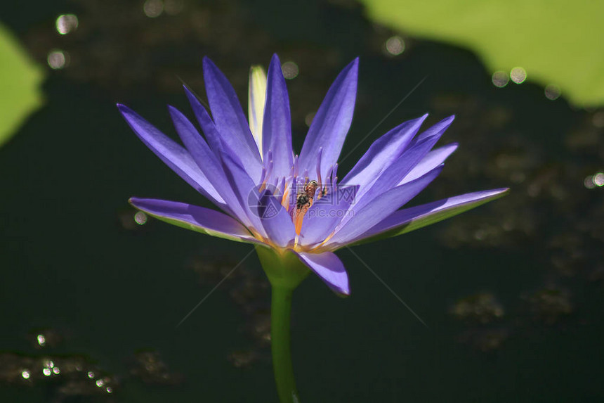 紫莲花朵开得漂亮还有小蜜蜂花蜜吸露图片