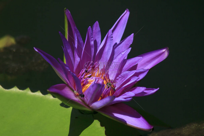 紫莲花朵开得漂亮还有小蜜蜂花蜜吸露图片