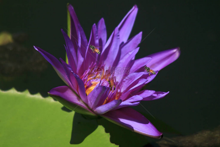 紫莲花朵开得漂亮还有小蜜蜂花蜜吸露图片