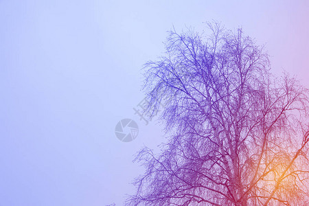 光生树的背影与冬天的空和后面的太阳亮光相对图片