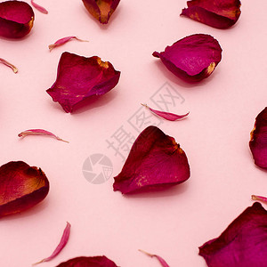 粉红色背景的玫瑰花瓣野图片