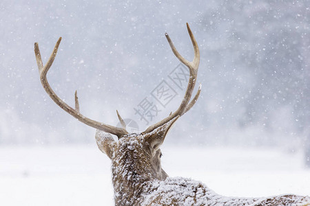 在冬季和下雪的鹿肖像背景图片