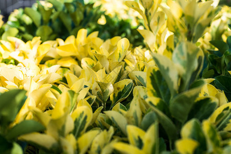 美丽的黄色绿花园植物图片