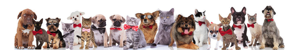 一大队快乐优雅的宠物红肠和太阳镜站立图片