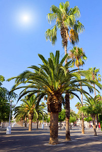 棕榈树与蓝天空相对棕榈树热带绿叶布局图片