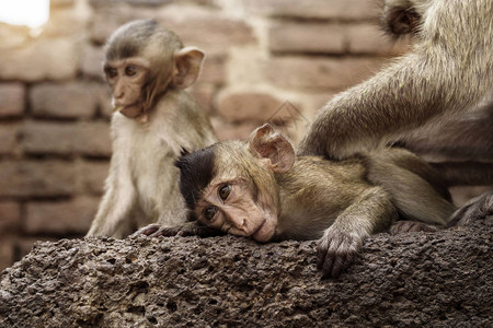 猴子在动物园的砖上玩耍图片