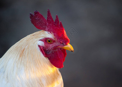 公鸡或白鸡红冠和黄喙图片