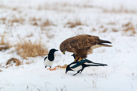 秃鹰和喜鹊在雪地上吃肉图片