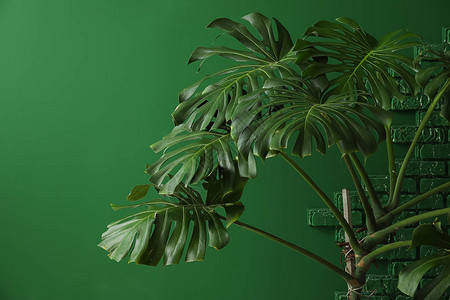 彩色背景上的大龟背竹植物背景图片