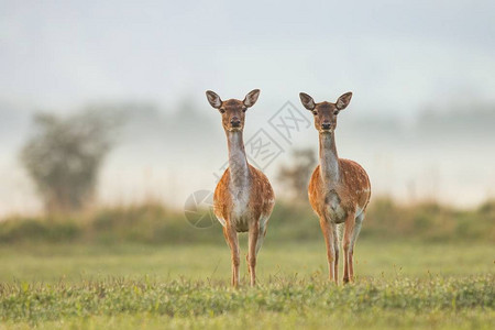 两只雌小鹿图片