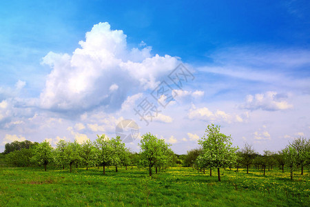 美丽的蓝天绿色的草地和果树图片