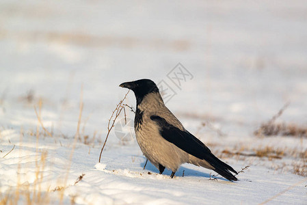 在冬天领域的蒙面乌鸦座cornix图片