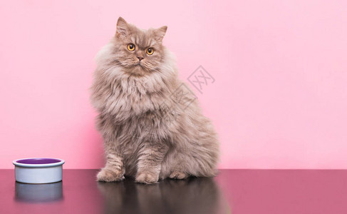 毛茸的灰色成年猫坐在粉红色的背景上图片