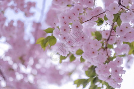 美丽的粉红樱花或园图片