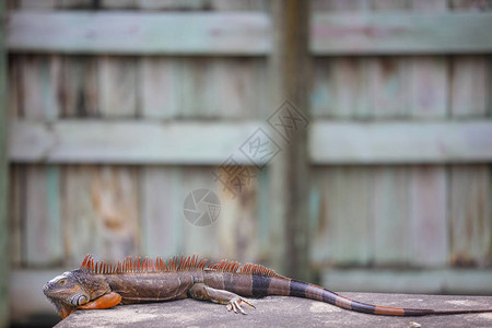 Iguana模糊背图片