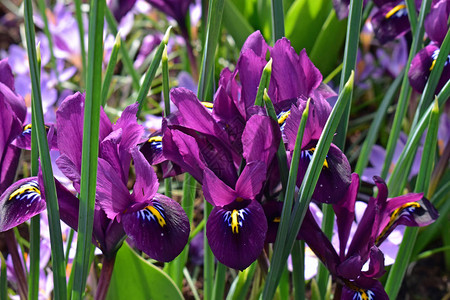 春天在著名的荷兰郁金香公园盛开的多彩爱丽丝图片