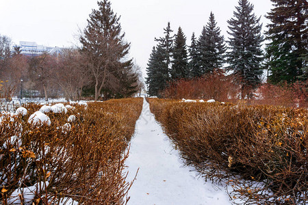 冬季城市公园的风景在对冲图片