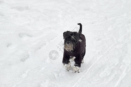 狗的腿下雪了黑狗在雪下奔跑图片