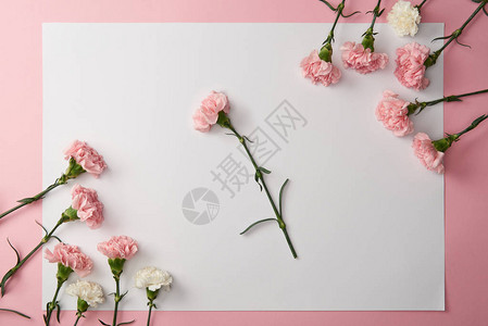 粉红和白康乃馨鲜花和粉红色图片