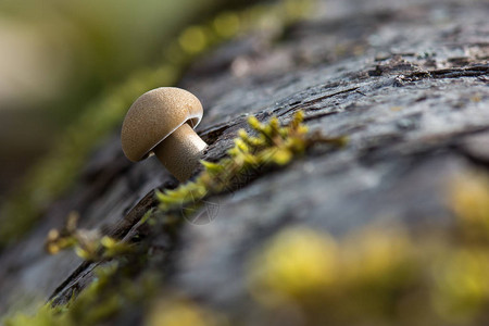 春天蘑菇图片
