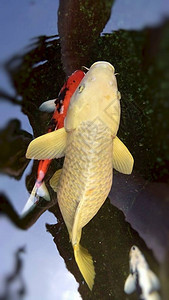 五颜六色的鲤鱼在泰国帕府的池塘里游泳图片