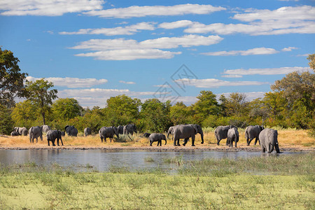非洲大象群在莫雷米野生动物保护区博茨瓦纳的水坑上图片