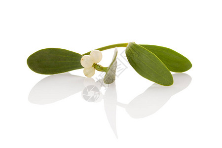 Mistlete分支与浆果隔绝在白色背景上豁免增强图片