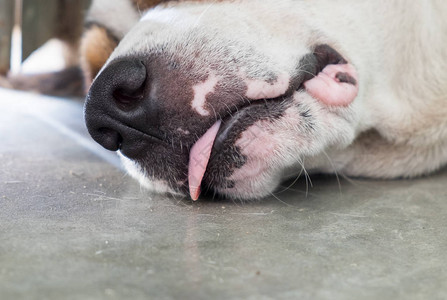 狗可爱的宠物睡舌头图片