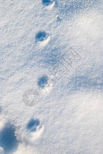 雪地上的动物脚印特写图片